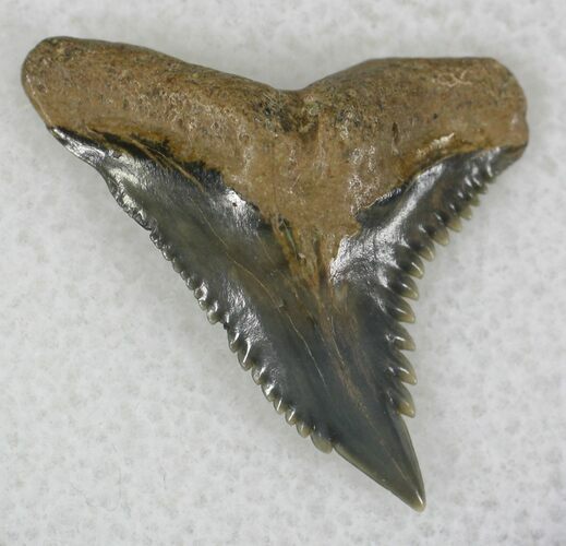 Hemipristis Shark Tooth Fossil - Florida #21329